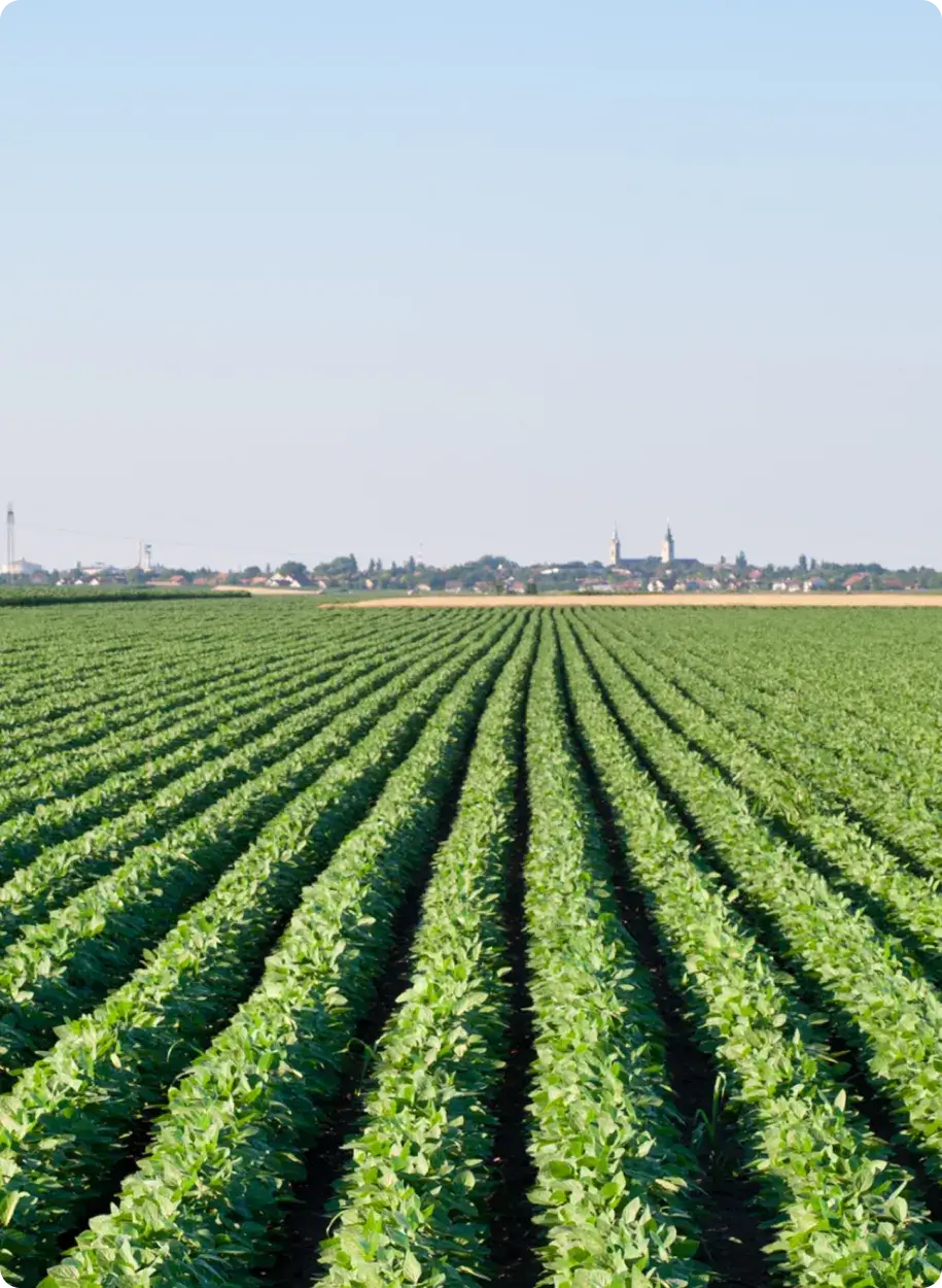 Lush green agricultural field extending toward a distant horizon.