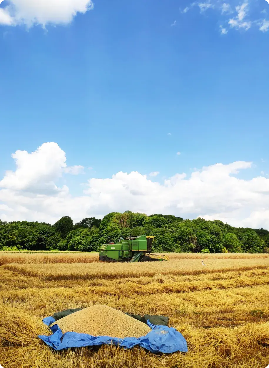 Harvested grain in a field with a tractor under a bright blue sky.